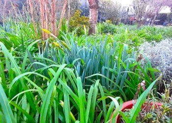 giardino - Appartamento via Maremmana, Montelupo Fiorentino - foto 12