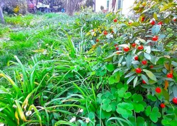 giardino - Appartamento via Maremmana, Montelupo Fiorentino - foto 14