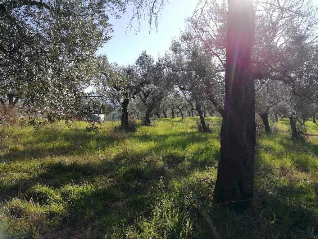 Terreno - Terreno agricolo via Cianfronara, Fara in Sabina - foto 2