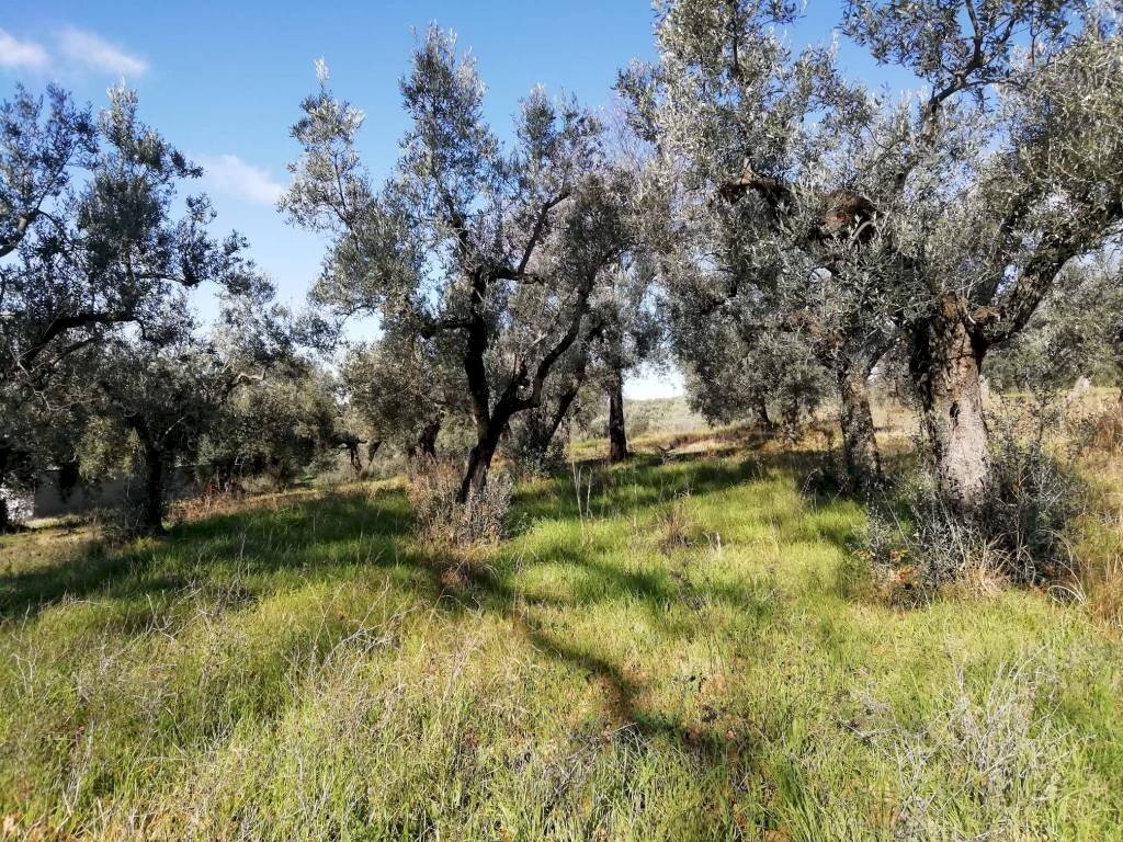 Terreno - Terreno agricolo via Cianfronara, Fara in Sabina - foto 3