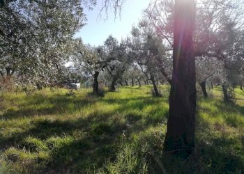 Terreno - Terreno agricolo via Cianfronara, Fara in Sabina - foto 2