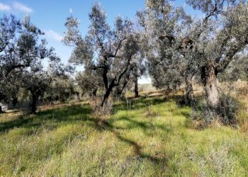 Terreno - Terreno agricolo via Cianfronara, Fara in Sabina - foto 3