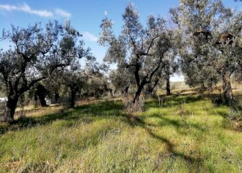 Terreno - Terreno agricolo via Cianfronara, Fara in Sabina - foto 4