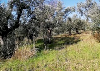 Terreno - Terreno agricolo via Cianfronara, Fara in Sabina - foto 7