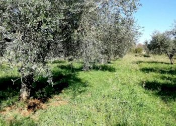 Terreno - Terreno agricolo via Cianfronara, Fara in Sabina - foto 8