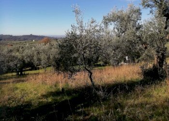 Terreno - Terreno agricolo via Cianfronara, Fara in Sabina - foto 10