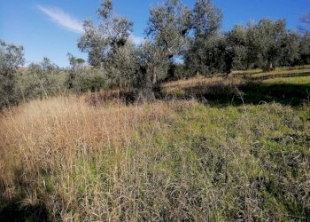 Terreno - Terreno agricolo via Cianfronara, Fara in Sabina - foto 11