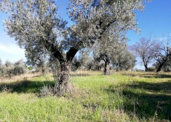 Terreno - Terreno agricolo via Cianfronara, Fara in Sabina - foto 13