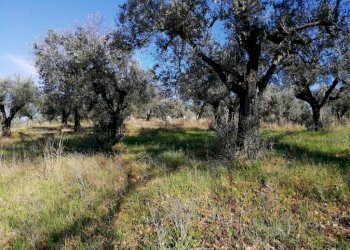 Terreno - Terreno agricolo via Cianfronara, Fara in Sabina - foto 15