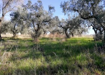 Terreno - Terreno agricolo via Cianfronara, Fara in Sabina - foto 16