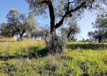 Terreno - Terreno agricolo via Cianfronara, Fara in Sabina - foto 17