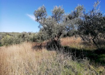 Terreno - Terreno agricolo via Cianfronara, Fara in Sabina - foto 18