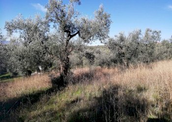 Terreno - Terreno agricolo via Cianfronara, Fara in Sabina - foto 19