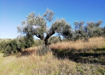 Terreno - Terreno agricolo via Cianfronara, Fara in Sabina - foto 20