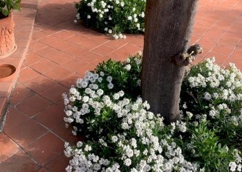 giardino - Villa Via Adelasia, Alassio - foto 22