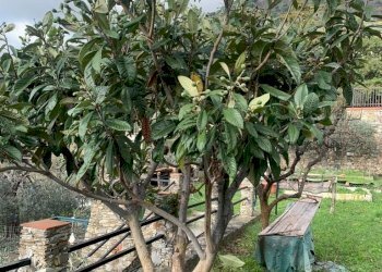 giardino - Villa Via Adelasia, Alassio - foto 25