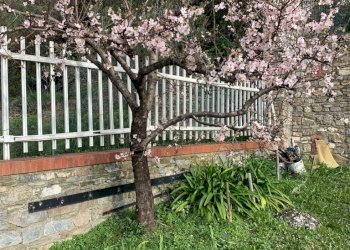 giardino - Villa Via Adelasia, Alassio - foto 28