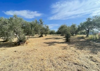 terreno - Agricultural land Silvi - photo 3