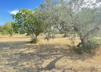 terreno - Agricultural land Silvi - photo 10