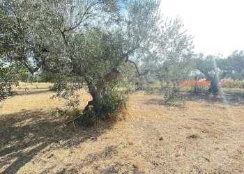 terreno - Agricultural land Silvi - photo 8