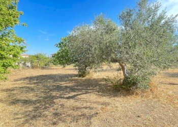 terreno - Agricultural land Silvi - photo 15