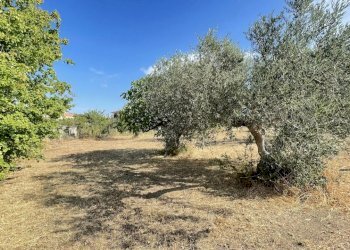 terreno - Agricultural land Silvi - photo 11