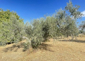 terreno - Agricultural land Silvi - photo 12