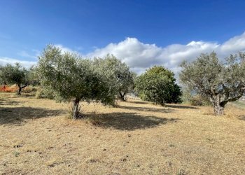 terreno - Agricultural land Silvi - photo 13