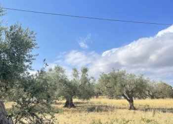 terreno - Agricultural land Silvi - photo 18