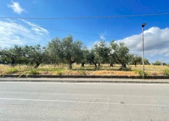 terreno - Agricultural land Silvi - photo 19