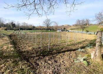 Terreno - Terreno agricolo via San Paolo, 19, Rimini - foto 8