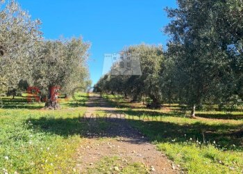 20240216_111031.jpg - Baita Contrada Montemichele 14, Ostuni - foto 5