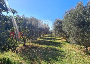 20240216_112316.jpg - Baita Contrada Montemichele 14, Ostuni - foto 17