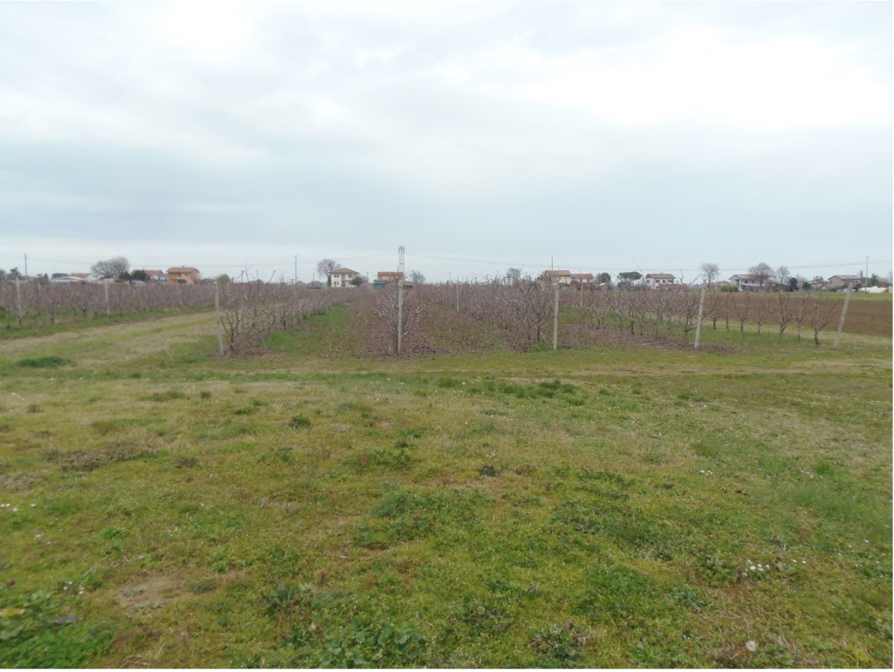 aaa.png - Agricultural land Cesena - photo 2