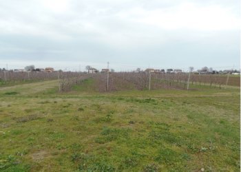 aaa.png - Agricultural land Cesena - photo 2