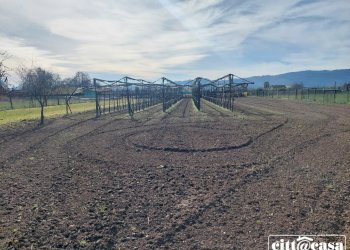 Terreno agricolo Chivasso - foto 10