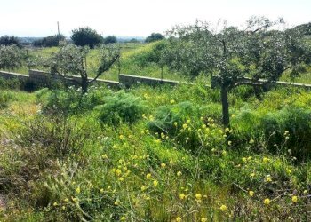 Villa c.da trippatore, Scicli - foto 7