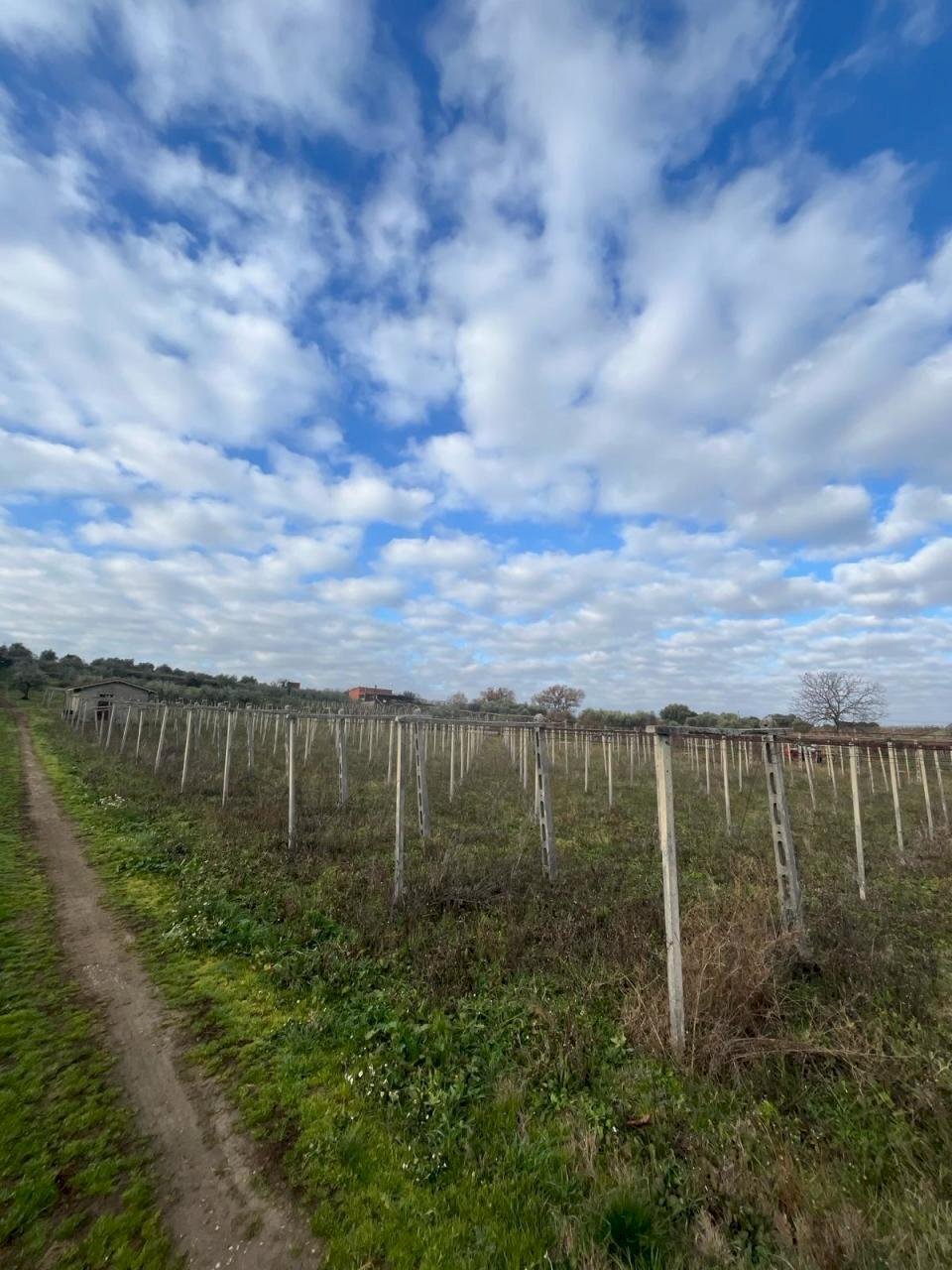 WhatsApp Image 2024-01-26 at 12.00.34 (1).jpeg - Agricultural land Via Valle di Pantano Secco 10, Frascati - photo 2