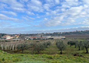 WhatsApp Image 2024-01-26 at 12.00.33 (1).jpeg - Terreno agricolo Via Valle di Pantano Secco 10, Frascati - foto 1