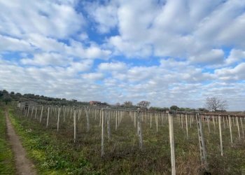 WhatsApp Image 2024-01-26 at 12.00.34 (1).jpeg - Terreno agricolo Via Valle di Pantano Secco 10, Frascati - foto 2