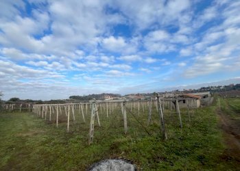 WhatsApp Image 2024-01-26 at 12.00.28.jpeg - Terreno agricolo Via Valle di Pantano Secco 10, Frascati - foto 3