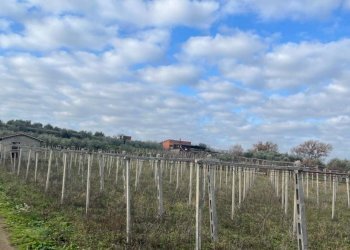 WhatsApp Image 2024-01-26 at 12.00.34.jpeg - Terreno agricolo Via Valle di Pantano Secco 10, Frascati - foto 4