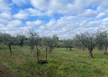 WhatsApp Image 2024-01-26 at 12.00.32 (4).jpeg - Terreno agricolo Via Valle di Pantano Secco 10, Frascati - foto 7