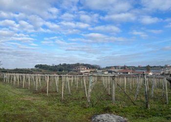 WhatsApp Image 2024-01-26 at 12.00.32 (2).jpeg - Terreno agricolo Via Valle di Pantano Secco 10, Frascati - foto 9