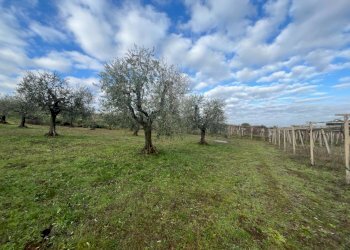 WhatsApp Image 2024-01-26 at 12.00.32 (1).jpeg - Terreno agricolo Via Valle di Pantano Secco 10, Frascati - foto 10