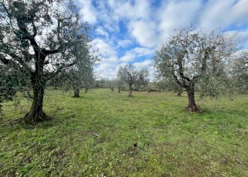 WhatsApp Image 2024-01-26 at 12.00.32.jpeg - Terreno agricolo Via Valle di Pantano Secco 10, Frascati - foto 11