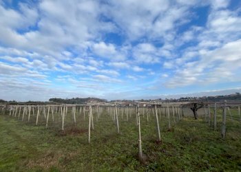 WhatsApp Image 2024-01-26 at 12.00.29 (1).jpeg - Terreno agricolo Via Valle di Pantano Secco 10, Frascati - foto 12