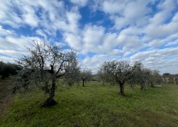 WhatsApp Image 2024-01-26 at 12.00.29.jpeg - Terreno agricolo Via Valle di Pantano Secco 10, Frascati - foto 13