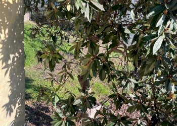 IMG-20240129-WA0009.jpg - Villa Via Armando Diaz 16, Castel di Lama - foto 6