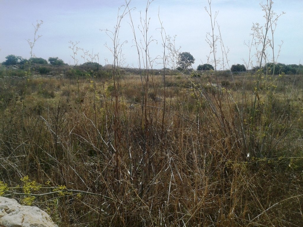 Agricultural land c.da Pagliarelli, Scicli - photo 3